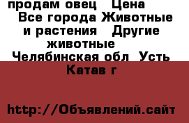  продам овец › Цена ­ 100 - Все города Животные и растения » Другие животные   . Челябинская обл.,Усть-Катав г.